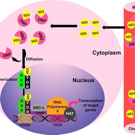 Mechanism Of Action Of Vitamin D Dimerization Of VDR And RXR Promotes