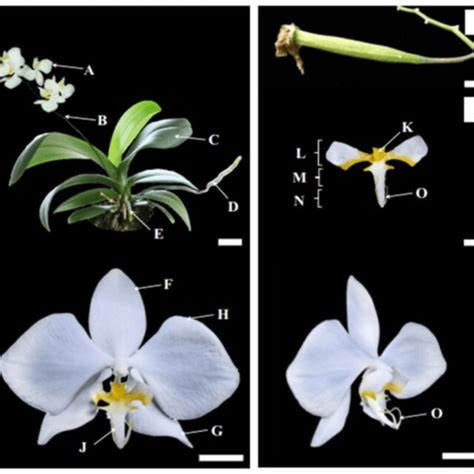 Morphology Of Phalaenopsis Amabilis A Flower B Flower Stalks