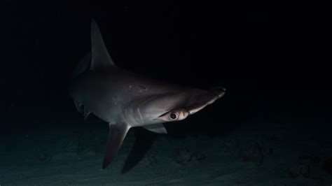 A safe haven for the Scalloped Hammerhead - SharkNewz