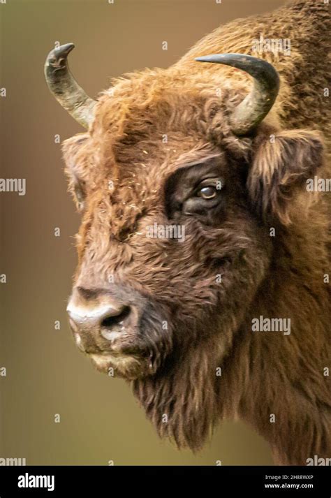 Bison Bull Head Hi Res Stock Photography And Images Alamy