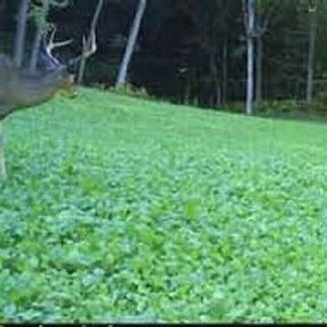 Premium Deer Food Plot Seed Mix - 1lb