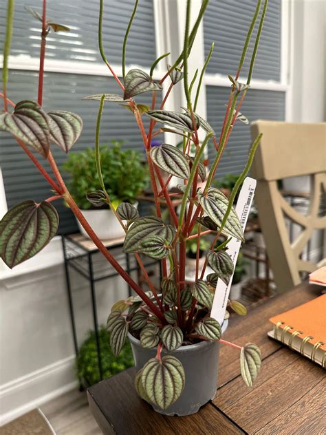 Piccolo Banda help : r/peperomia