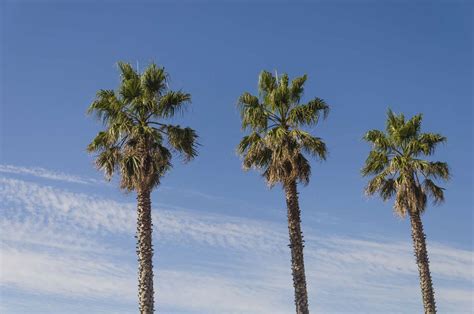 Washingtonia Robusta Mexican Fan Palm Atelier Yuwa Ciao Jp