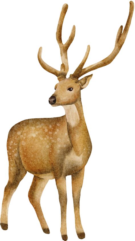 watercolor deer clip art 16537829 PNG