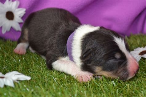 Chiot Border Collie Collier Violet Du Domaine De Louméo