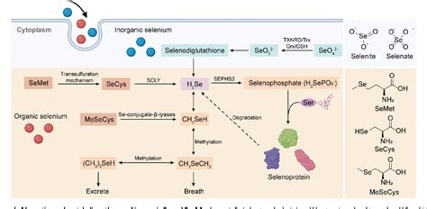 Figure From Seleno Amino Acid Metabolism Reshapes The Tumor