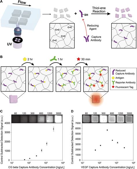 Frontiers Optimizing Reduced Capture Antibody Conjugation To Encoded Hydrogel Microparticles