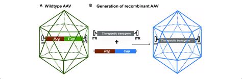 A Schematic Of Wild Type AAV Its Genome Consists Of The Viral Rep