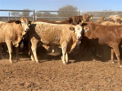 90 VGQ Mixed Sex Sim Droughtmaster Charolais X Weaners Grant Daniel Long