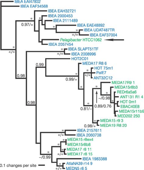 Phylogenetic Relationships Between Proteorhodopsin Amino Acid