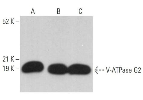 V Atpase G Antibody A Scbt Santa Cruz Biotechnology