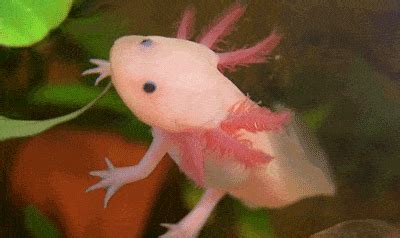 Axolotl Gifcen Images