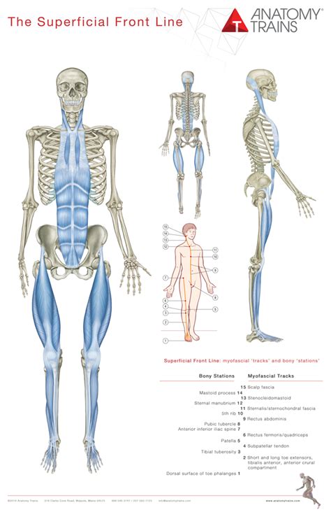 Anatomy Myofascial Anatomy And Physiology