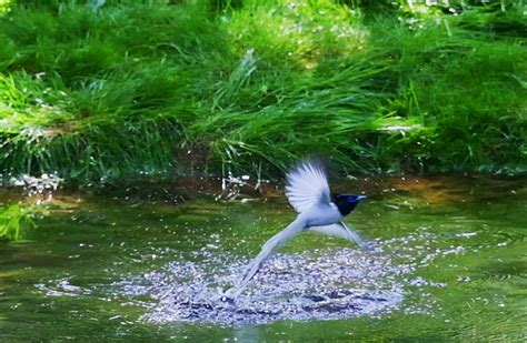 Beautiful Amur Paradise Flycatchers Seen In Central China S Henan