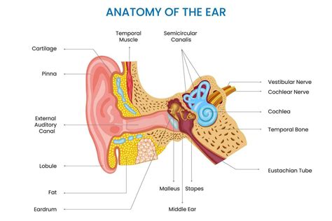 Anatomy of the ear includes the outer, middle, and inner ear which are ...