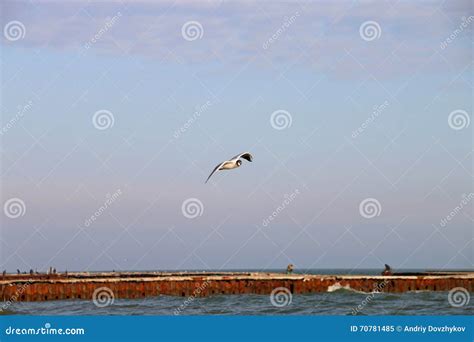 Vuelo De La Gaviota Sobre El Mar Imagen De Archivo Imagen De Alas