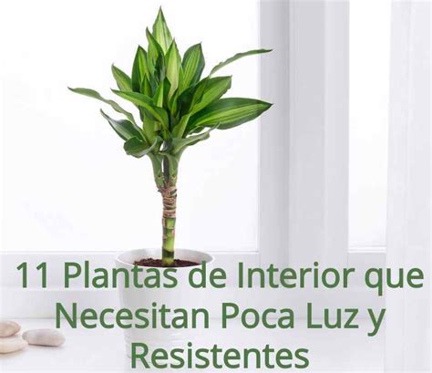 11 Plantas De Interior Que Necesitan Poca Luz Y Resistentes