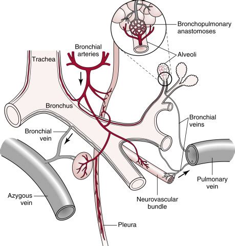 Bronchial Circulation Anatomy