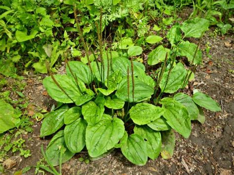 Подорожник большой (Plantago major L.) - лекарственное, съедобное ...