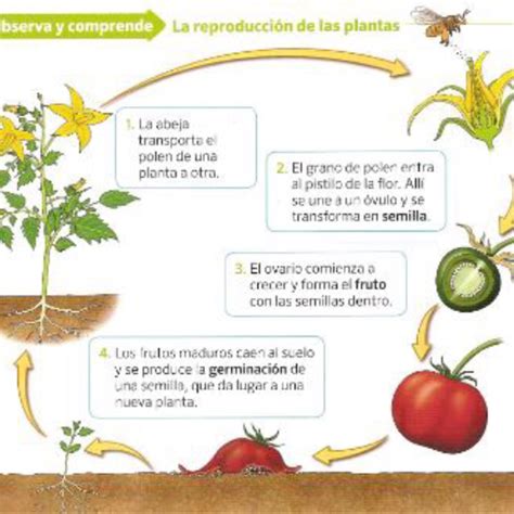 Plantas Que Se Reproducen Sexualmente Ejemplos Nucleo Jardin