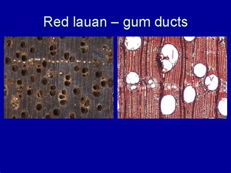 Softwood Anatomy Longitudinal Tracheids Earlywood And Latewood Earlywood