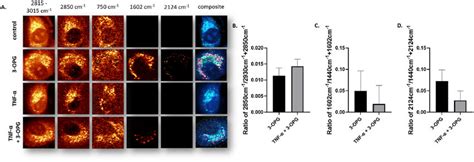 Raman Images Of Live Haec Cells Upon Opg Mm H Uptake In