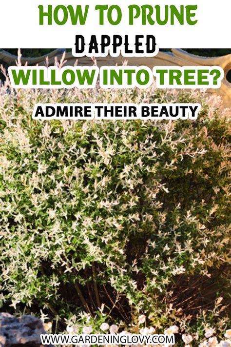 13 Best Techniques How To Prune Dappled Willow Tree Artofit