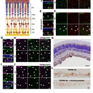 A Subset Of Melanopsin Retinal Ganglion Cells Iprgcs And Cholinergic