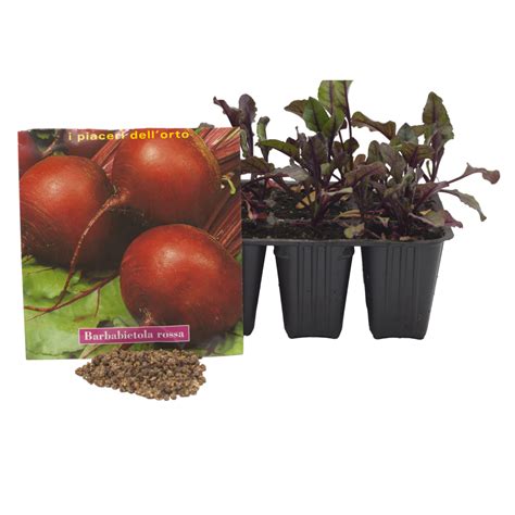 seedlings of red turnips and seeds 33659534 PNG