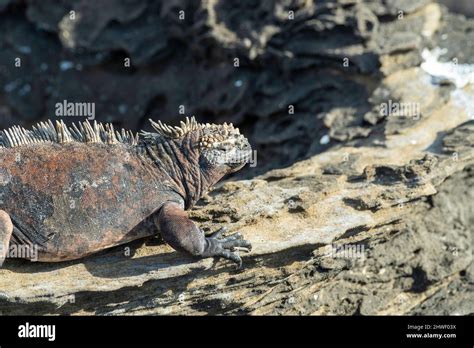 Photograph Of A Marine Iguana Amblyrhynchus Cristatus At Puerto Egas