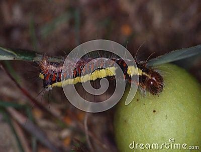 Butterfly Caterpillar Eats On Leaf Royalty-Free Stock Image | CartoonDealer.com #194440786