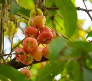 How To Grow Cashew Trees Cashew Tree Care Tips Belo Garden