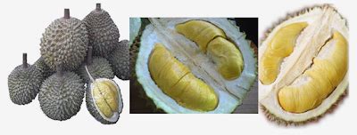 Durian Info D197 Musang King Durian Or Mao Shan Wang