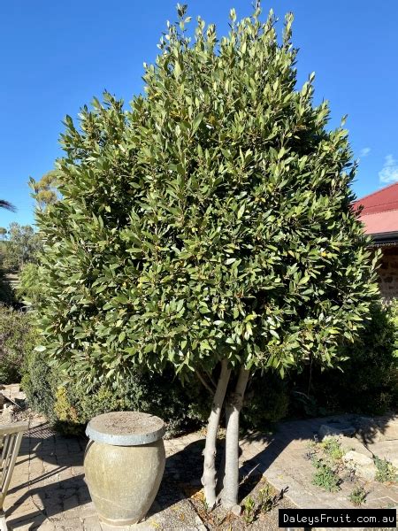 Buy Bay Tree Plants Laurus Nobilis