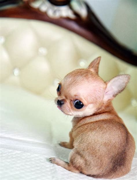 10 Interesting Facts About Chihuahua Annie Many