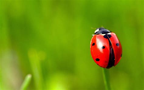 Ladybug Desktop Wallpapers - Wallpaper Cave