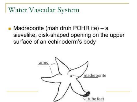 Ppt Echinoderms Powerpoint Presentation Free Download Id 5701010