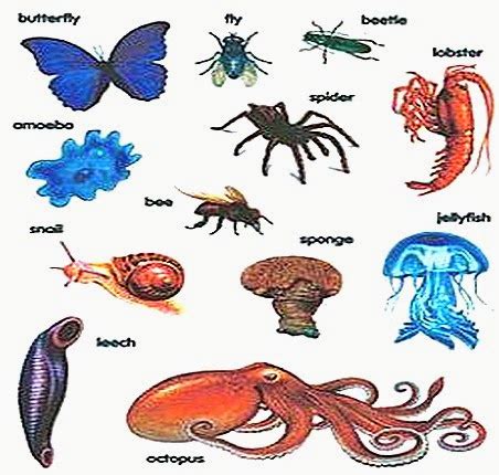 Invertebrates Animals Examples