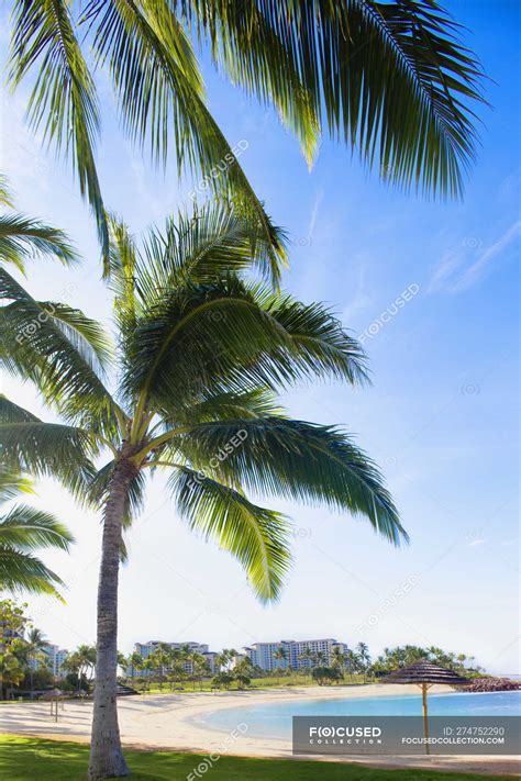 Palm Trees On Beach In Ko Olina Beach Park Oahu Hawaii Outdoors