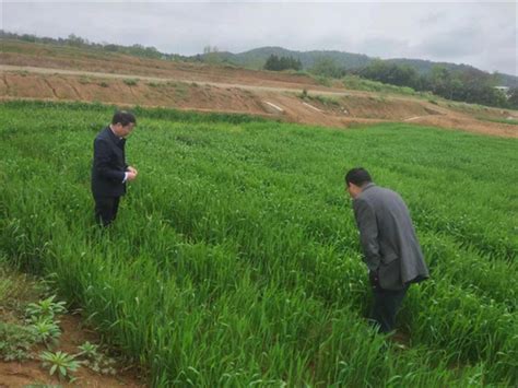 懷寧縣農業農村局：小麥田管促豐收中國網 韻動安徽