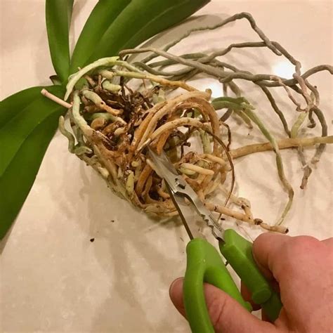 Someone Cutting Up Some Kind Of Plant With Scissors