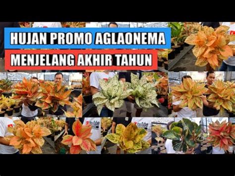 Hujan Promo Aglaonema Menjelang Akhir Tahun Youtube