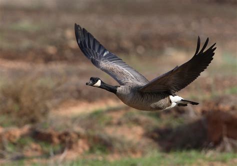 The Canada Goose A Wild Bird The Wildlife