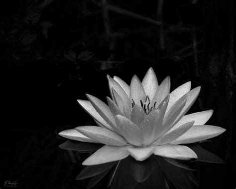 Black Lotus Wallpapers on WallpaperDog