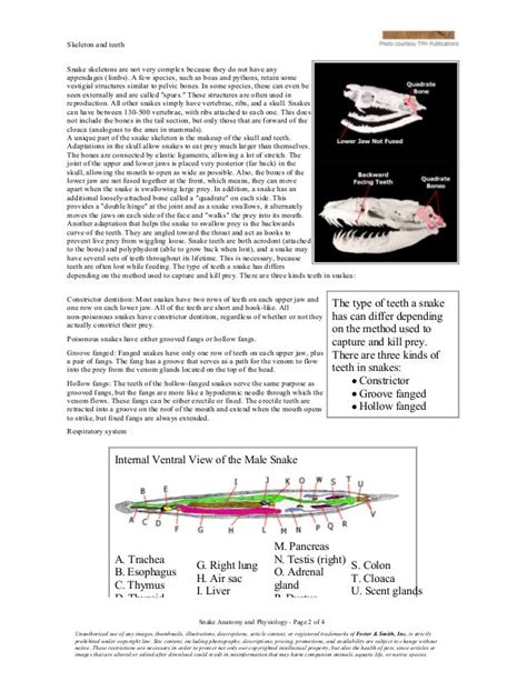 Snake anatomy and_physiology