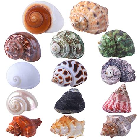 Best Natural Hermit Crab Shells For Your Aquatic Pet