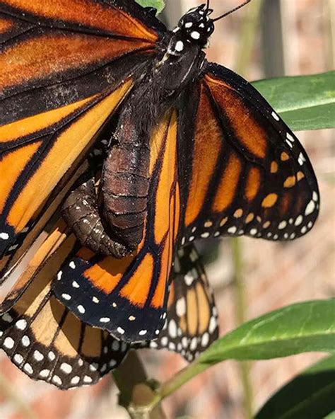 Monarchs Mating Monarch Butterfly USA