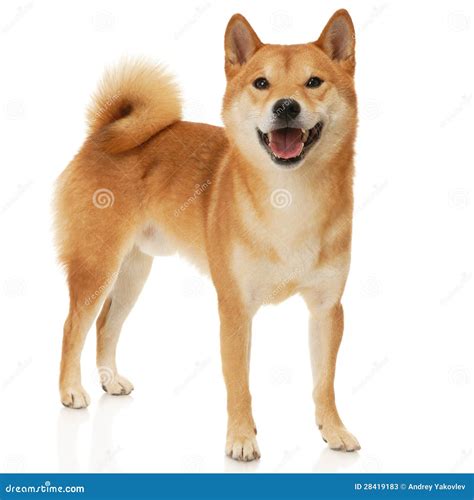 Japanese Shiba Inu Dog Breed Information Purina Atelier Yuwaciaojp