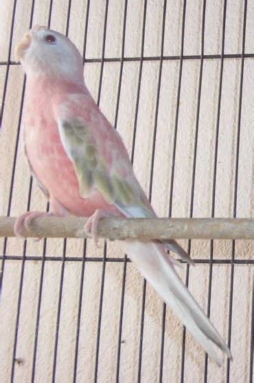 The Splendid Bourke Bird Blog Pink Bourke Parakeets Lady Gouldian