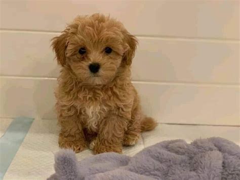 Apricot Maltipoo Pictures Included — My Doodle Puppy